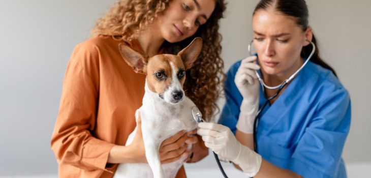 Who Should Consider a Veterinary Internist for Their Pet?