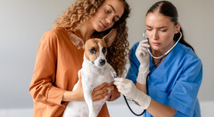 Who Should Consider a Veterinary Internist for Their Pet?