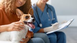 How Does a Wellness Exam Aid in Early Detection of Pet Illnesses?