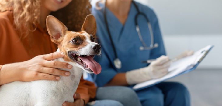 How Does a Wellness Exam Aid in Early Detection of Pet Illnesses?