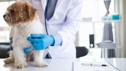 Why Is Heartworm Prevention a Must for Pets?