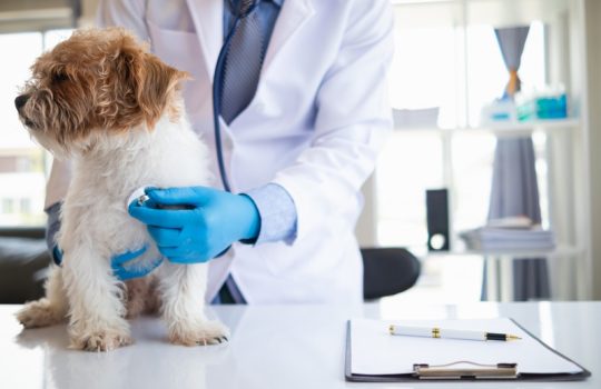 Why Is Heartworm Prevention a Must for Pets?