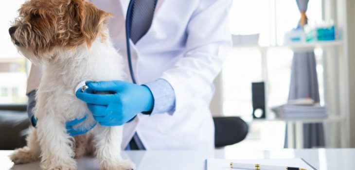 Why Is Heartworm Prevention a Must for Pets?