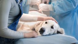 When Should I Consider Surgery for My Pet?