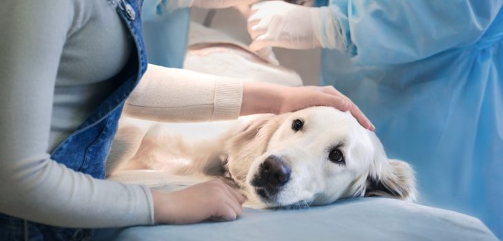 When Should I Consider Surgery for My Pet?