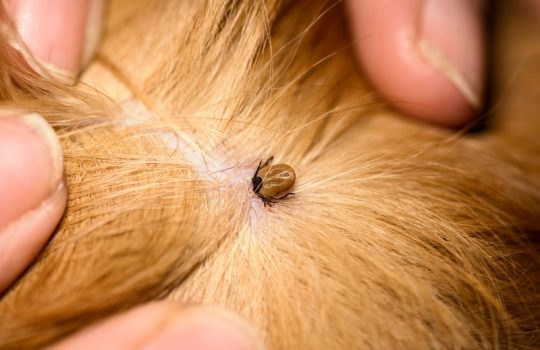 What Actions Can I Take to Avoid Pet Parasite Problems? What Actions Can I Take to Avoid Pet Parasite Problems?