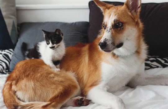 What Are the Latest Technological Advancements in Veterinary Hospitals? What Are the Latest Technological Advancements in Veterinary Hospitals?