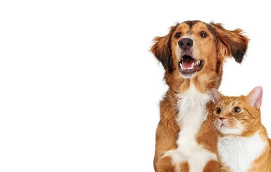 Why Is Vaccination Important for Puppies and Kittens?