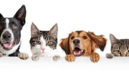 Can Bad Teeth Affect My Pet’s Overall Health?