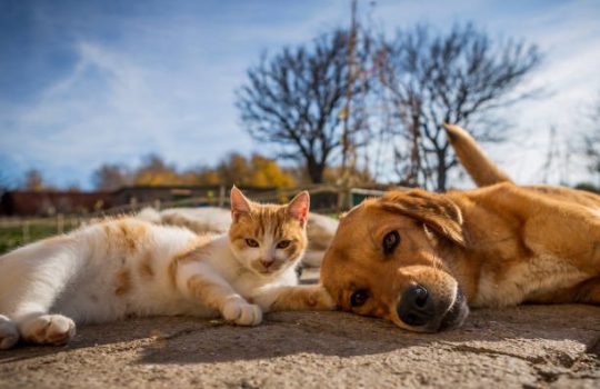 What Pain Management Options Are Available at Vet Clinics? What Pain Management Options Are Available at Vet Clinics?
