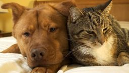 What Common Concerns Are Addressed in a Pet’s Wellness Exam?