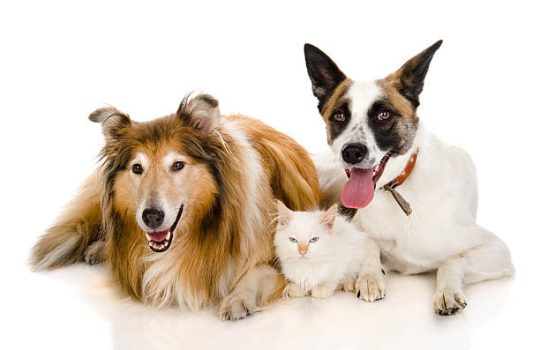 What Specialty Veterinary Services Might Your Pet Need?