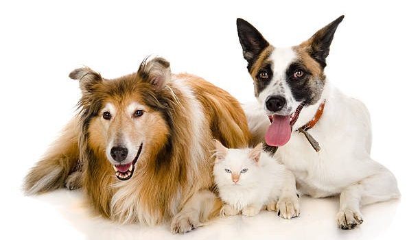 What Specialty Veterinary Services Might Your Pet Need?