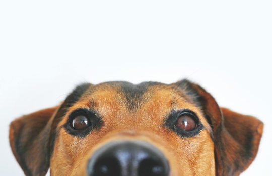 How Often Should I Take My Dog to the Vet?
