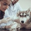 What Are the Signs My Exotic Pet Needs an Oncology Vet?