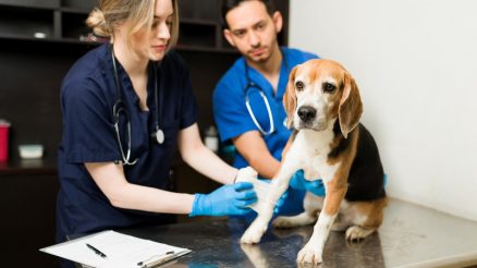 How Does Laser Therapy Speed Up My Pet’s Healing Process?
