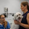 When Should You Rush Your Pet to an Emergency Vet?