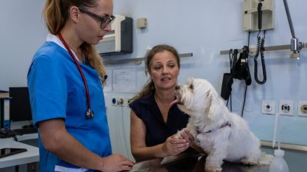 Why Do Pets Need Annual Veterinary Exams?