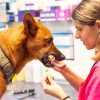 Can Vaccines Reduce Complications in Pet Dermatology Cases?