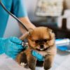 When Should Puppies Get Their First Veterinary Check-Up?