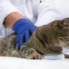 What Is Involved in the Preventive Care for Your Pets?