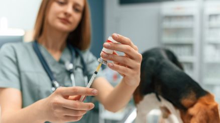 How Does Diabetes Affect My Pet’s Vision?