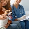 How Does a Wellness Exam Aid in Early Detection of Pet Illnesses?
