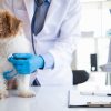 Why Is Heartworm Prevention a Must for Pets?