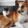 What Are the Latest Technological Advancements in Veterinary Hospitals?