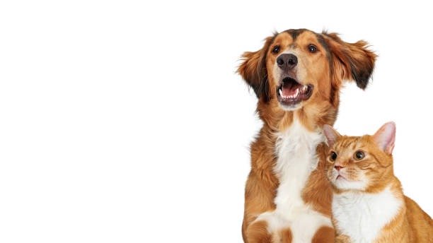 Why Is Vaccination Important for Puppies and Kittens?