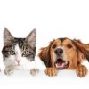 Can Bad Teeth Affect My Pet’s Overall Health?