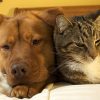 What Common Concerns Are Addressed in a Pet’s Wellness Exam?