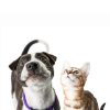 How Do You Ensure a Smooth Recovery for Your Pet After Hospitalization?