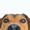 How Often Should I Take My Dog to the Vet?