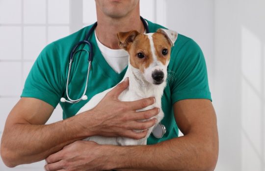 Why Is Immediate Care Crucial for Pet Fractures?