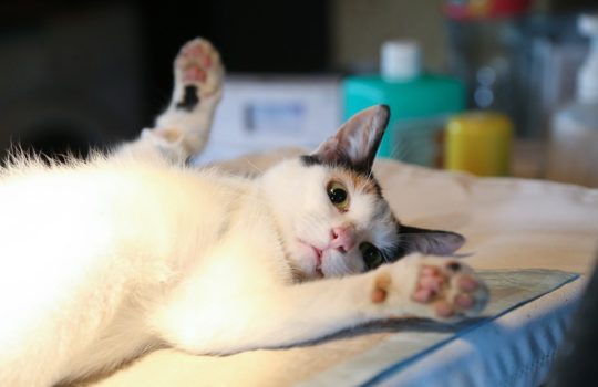 Why Spay or Neuter Your Pet Early?