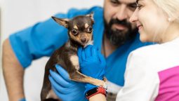 What Risks Does Preventive Pet Care Mitigate?