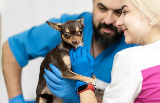 What Risks Does Preventive Pet Care Mitigate?
