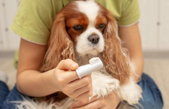 How to Maintain Pet Hygiene Between Groomings?