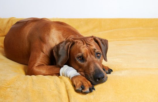 What Emergencies Require Immediate Vet Care?