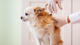 What Pet Vaccines Are Mandatory and Why?