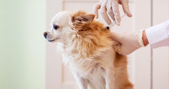 What Pet Vaccines Are Mandatory and Why?