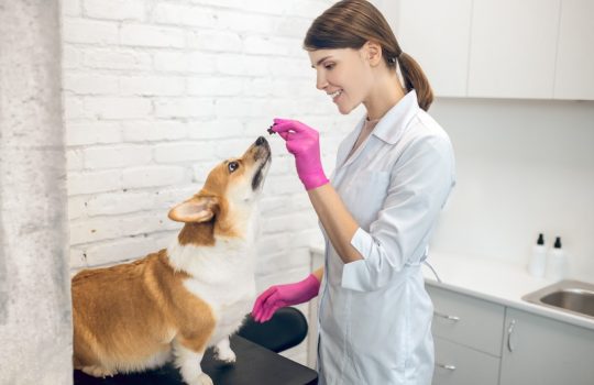 What Risks Do Unvaccinated Old Pets Face?