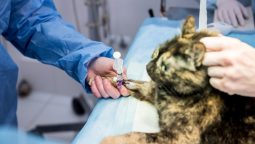 What Diagnostic Tests Are Crucial in Pet Emergencies? What Diagnostic Tests Are Crucial in Pet Emergencies?