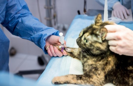 What Diagnostic Tests Are Crucial in Pet Emergencies?