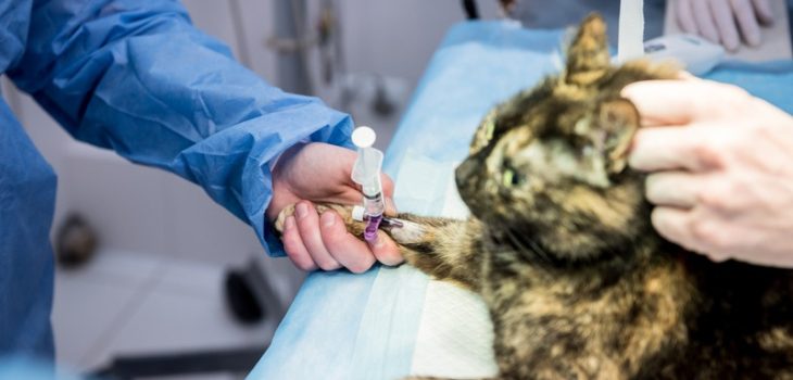 What Diagnostic Tests Are Crucial in Pet Emergencies?