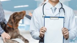 Why Should I Consider a Wellness Plan for My Dog?