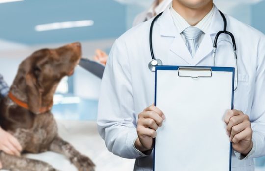 Why Should I Consider a Wellness Plan for My Dog?
