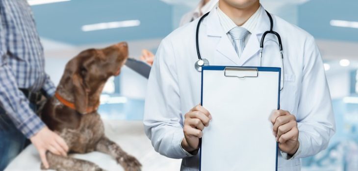 Why Should I Consider a Wellness Plan for My Dog?