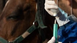 How Do Lab Tests Aid Equine Orthopedic Surgery?